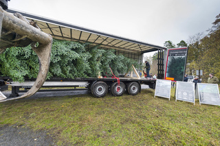 Ratgeber: Weihnachtsbaum-Transport - So klappt die Fichtenfuhre