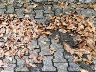 Ratgeber: Sicher unterwegs im Herbst - Bunte Blätter, Böen und Bre...