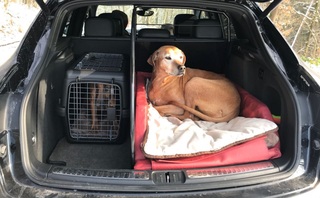 Ratgeber: Mit Bello und Mieze in den Urlaub - Mit Impfausweis und T...
